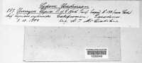 Uromyces lupini image